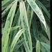 Ficus alii 3003