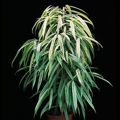 Ficus alii