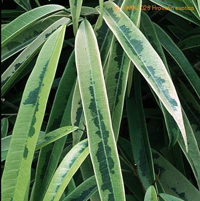 Ficus alii thorn 3003