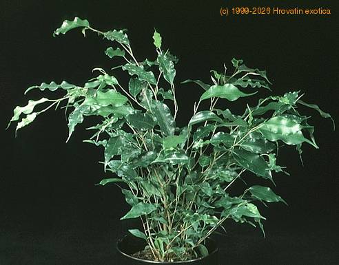 Ficus benjamina exotica 1878
