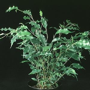 Ficus benjamina Exotica