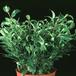 Ficus benjamina Natasja clump 1893