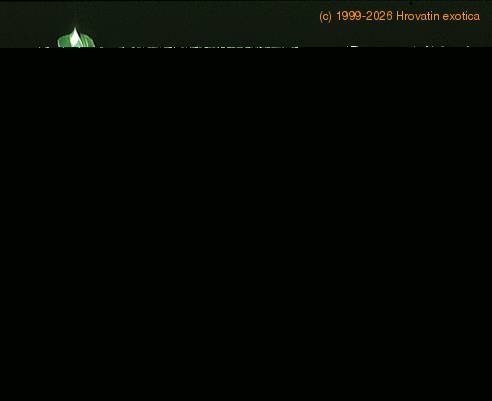 Ficus benjamina Natasja clump 1893