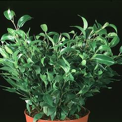 Ficus benjamina Natasja clump