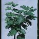 Ficus carica 1843