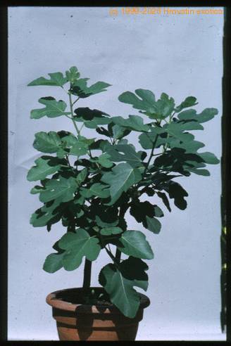 Ficus carica 1843