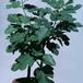 Ficus carica 1843