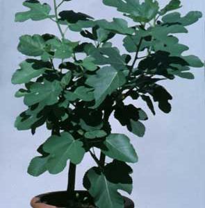 Ficus carica