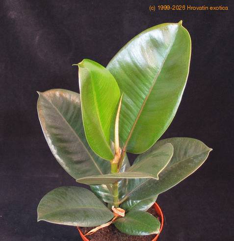 Ficus elastica