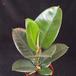 Ficus elastica