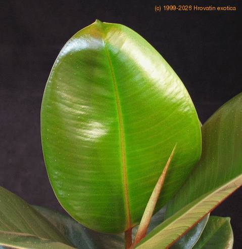 Ficus elastica leaf