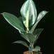 Ficus elastica robusta 1881