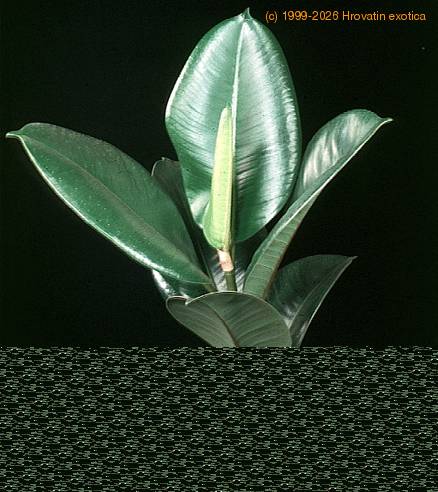 Ficus elastica robusta 1881