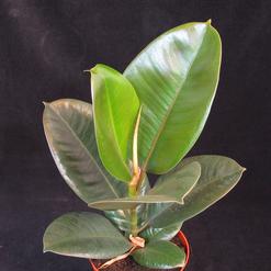 Ficus elastica robusta