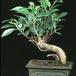 Ficus - kimmen- 2629