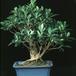 Ficus microcarpa Kimmen SIb
