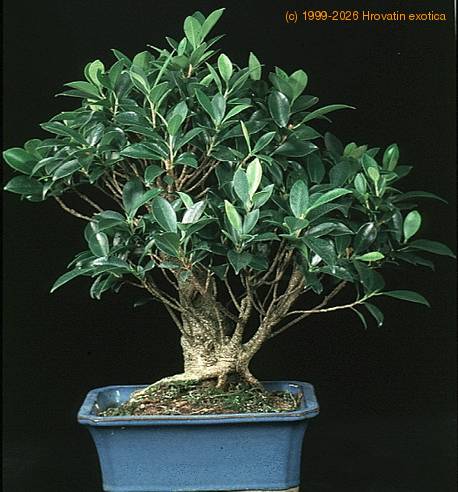 Ficus microcarpa Kimmen SIb