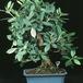 Ficus nitida 2631
