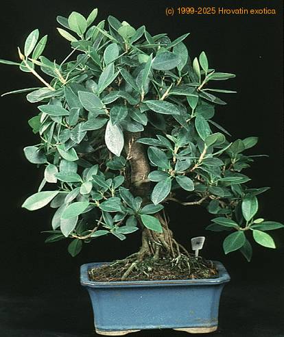 Ficus nitida 2631