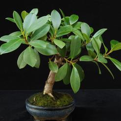 Ficus nitida
