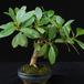 Ficus nitida PP