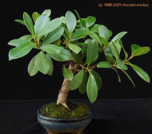 Ficus nitida PP