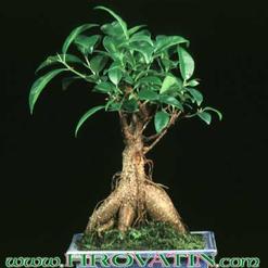 Ficus retusa