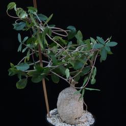 Fockea edulis