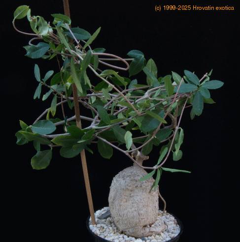 Fockea edulis-SIb