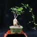 Fockea edulis-SIl