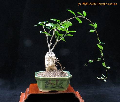 Fockea edulis-SIl