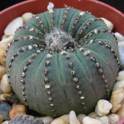 Frailea castanea