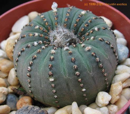 Frailea castanea