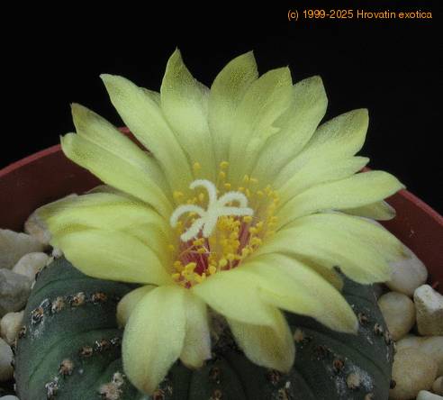 Frailea castanea flo
