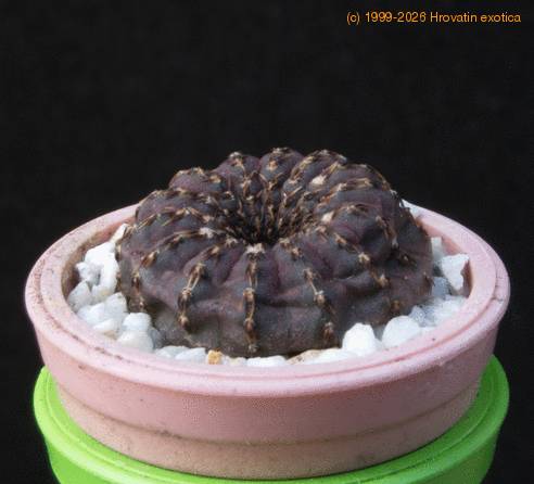 Frailea castanea MOP