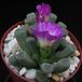 Frithia  pulchra