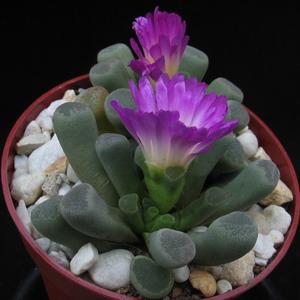 Frithia pulchra