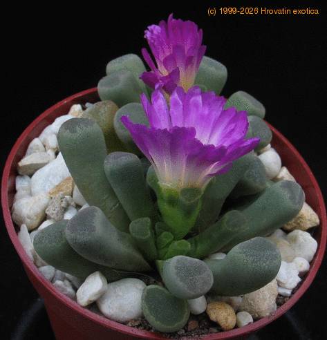 Frithia  pulchra