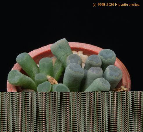Frithia pulchra MOP