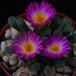 Frithia pulchra PP20107