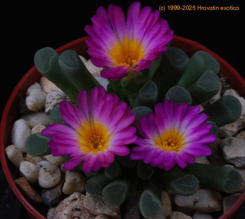 Frithia pulchra PP20107