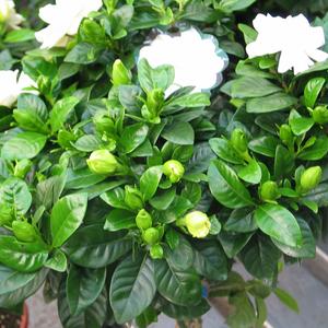 Gardenia jasminoides