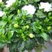 Gardenia jasminoides SIb