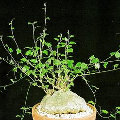Garrardanthus macrorhizus