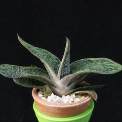 Gasteria maculata