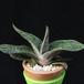 Gasteria maculata MOP