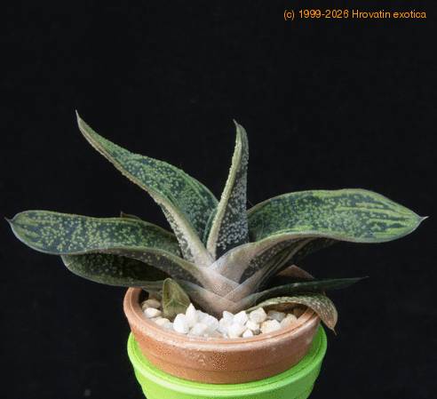 Gasteria maculata MOP