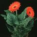 Gerbera sp. 2013