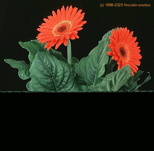 Gerbera sp. 2013