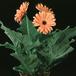 Gerbera sp. 2014